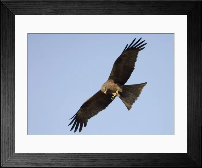 Framed Print : Black Kite eating while in flight Common throughout northern Australia, in a wide variety of habitats but nomadic in the south. At Munkayarra Wetland near Derby, Kimberley, Western Australia Framed Print : Black Kite eating while in flight Common throughout northern Australia, in a wide variety of habitats but nomadic in the south. At Munkayarra Wetland near Derby, Kimberley, Western Australia