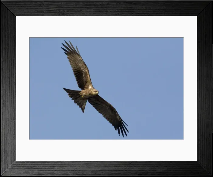 Framed Print : Black Kite in flight Common throughout northern Australia, in a wide variety of habitats but nomadic in the south. At Mt Barnett, Kimberley, Western Australia Framed Print : Black Kite in flight Common throughout northern Australia, in a wide variety of habitats but nomadic in the south. At Mt Barnett, Kimberley, Western Australia