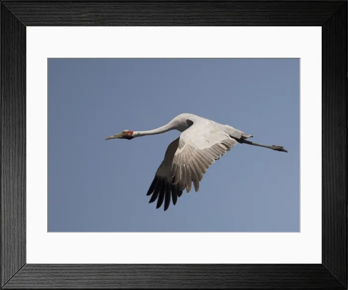 Framed Print : Brolga in flight Found throughout north and northeastern Australia in both flooded and dry grasslands, edges of billabongs, lagoons and irrigated pastures. Flying above Munkayarra claypan near Derby, Western Australia
