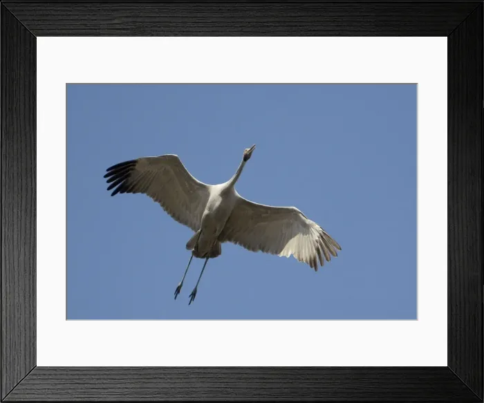 Framed Print : Brolga in flight Found throughout north and northeastern Australia in both flooded and dry grasslands, edges of billabongs, lagoons and irrigated pastures. Flying above Munkayarra claypan near Derby, Western Australia