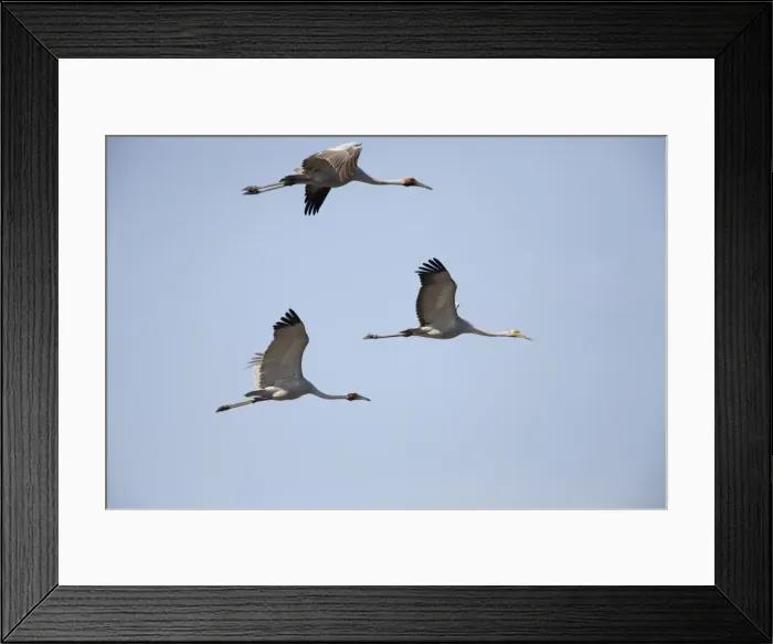 Framed Print : Brolgas in flight Found throughout north and northeastern Australia in both flooded and dry grasslands, edges of billabongs, lagoons and irrigated pastures. Flying above Munkayarra claypan near Derby, Western Australia Framed Print : Brolgas in flight Found throughout north and northeastern Australia in both flooded and dry grasslands, edges of billabongs, lagoons and irrigated pastures. Flying above Munkayarra claypan near Derby, Western Australia