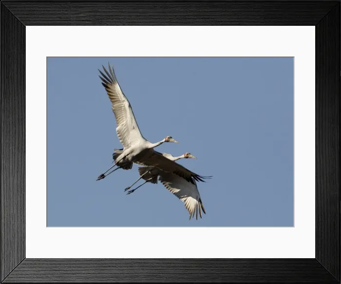 Framed Print : Brolgas in flight Found throughout north and northeastern Australia in both flooded and dry grasslands, edges of billabongs, lagoons and irrigated pastures. Flying above Munkayarra claypan near Derby, Western Australia Framed Print : Brolgas in flight Found throughout north and northeastern Australia in both flooded and dry grasslands, edges of billabongs, lagoons and irrigated pastures. Flying above Munkayarra claypan near Derby, Western Australia