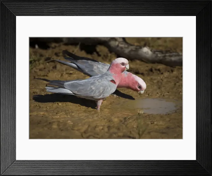 Framed Print : Galah, female and male drinking Found right throughout Australia in a wide variety of habitats from urban areas to the arid interior. At a drying pool near Mt Barnett, Gibb River Road, Kimberley, Western Australia Framed Print : Galah, female and male drinking Found right throughout Australia in a wide variety of habitats from urban areas to the arid interior. At a drying pool near Mt Barnett, Gibb River Road, Kimberley, Western Australia