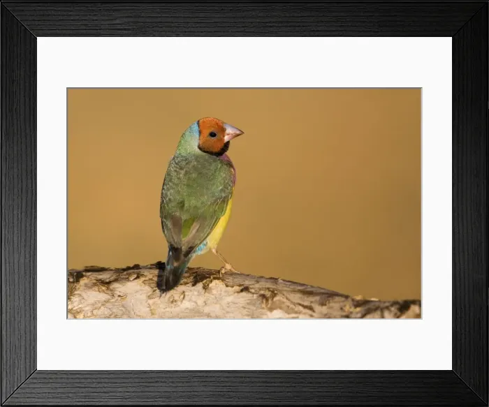 Framed Print : Gouldian Finch red-headed morph perched About 24% of the population are red-headed morphs. Gouldian Finches occur across the Top End from the Kimberley to the far north of Queensland but in much smaller numbers than previously Framed Print : Gouldian Finch red-headed morph perched About 24% of the population are red-headed morphs. Gouldian Finches occur across the Top End from the Kimberley to the far north of Queensland but in much smaller numbers than previously