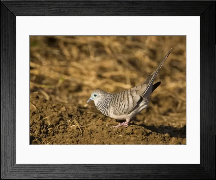 Framed Print : Peaceful Dove displaying Common in well watered open country, woodlands and into country towns, across north, east and central Australia. Near an overflowing cattle trough, Gibb River Road, Kimberley, Western Australia Framed Print : Peaceful Dove displaying Common in well watered open country, woodlands and into country towns, across north, east and central Australia. Near an overflowing cattle trough, Gibb River Road, Kimberley, Western Australia