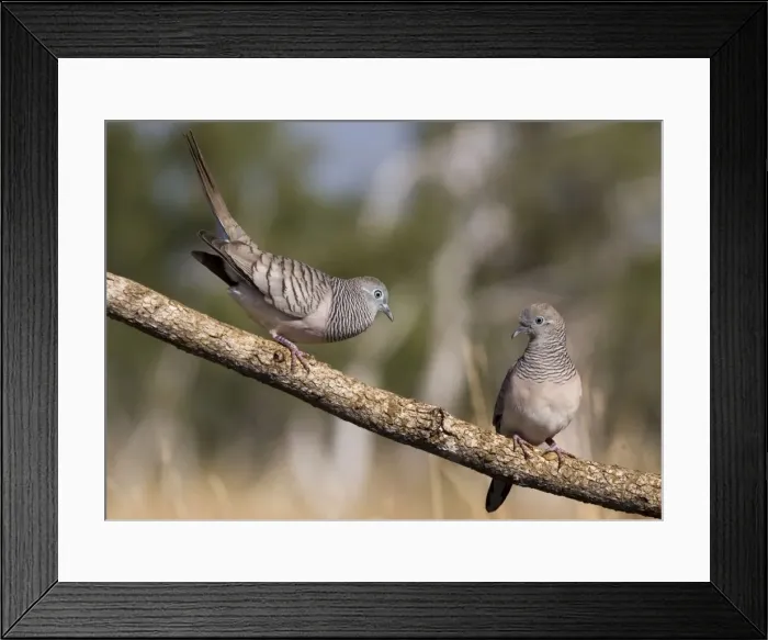 Framed Print : Peaceful Dove - male displaying to female Common in well watered open country, woodlands and into country towns, across north, east and central Australia. Near a cattle trough along the Gibb River Road, Kimberley, Western Australia Framed Print : Peaceful Dove - male displaying to female Common in well watered open country, woodlands and into country towns, across north, east and central Australia. Near a cattle trough along the Gibb River Road, Kimberley, Western Australia