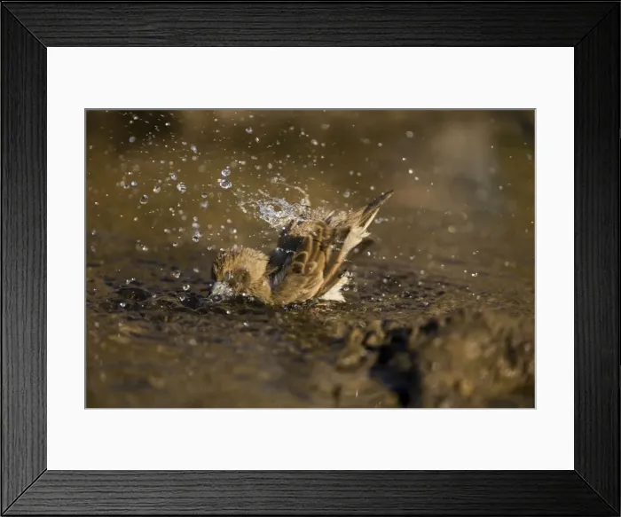 Framed Print : Pictorella Mannikin - juvenile bathing Patchily distributed from the Kimberley to the far northwest of Queensland. Inhabits grassland. Bathing at an overflowing cattle trough near the Gibb River Road, Kimberley, Western Australia Framed Print : Pictorella Mannikin - juvenile bathing Patchily distributed from the Kimberley to the far northwest of Queensland. Inhabits grassland. Bathing at an overflowing cattle trough near the Gibb River Road, Kimberley, Western Australia