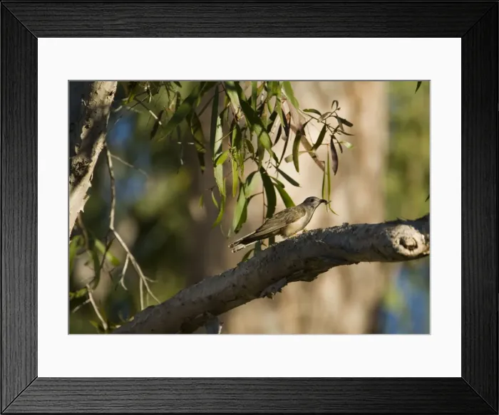 Framed Print : Brush Cuckoo with hairy caterpillar Common across northern Australia but less so in eastern Australia. Inhabits monsoon forests, tree-lined waterways, paperbark swamps and various wet forests Framed Print : Brush Cuckoo with hairy caterpillar Common across northern Australia but less so in eastern Australia. Inhabits monsoon forests, tree-lined waterways, paperbark swamps and various wet forests