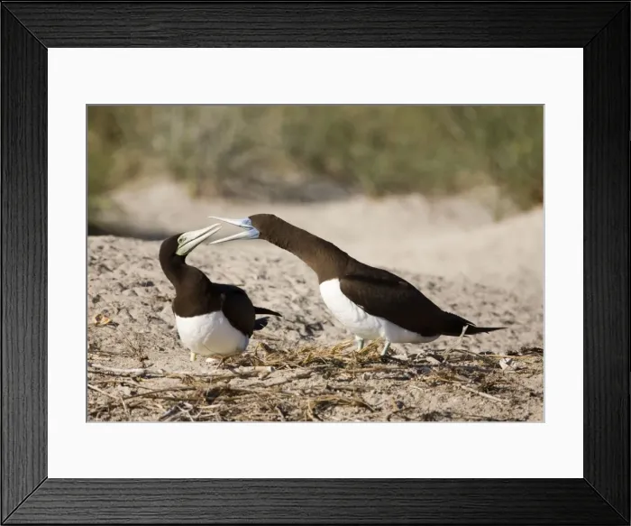 Framed Print : Brown Boobies interacting A tropical marine species common along the northern coast of Australia. At the Lacepede Islands off the Kimberley coast, northern Western Australia Framed Print : Brown Boobies interacting A tropical marine species common along the northern coast of Australia. At the Lacepede Islands off the Kimberley coast, northern Western Australia