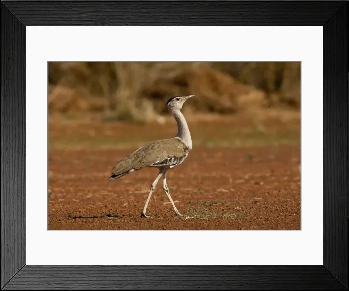 Framed Print : Australian Bustard - Found throughout Australia except for the southeast. Reasonably common in open woodlands and grasslands particularly away from aboriginal settlements. At the Mt Barnett airstrip, Kimberley, Western Australia Framed Print : Australian Bustard - Found throughout Australia except for the southeast. Reasonably common in open woodlands and grasslands particularly away from aboriginal settlements. At the Mt Barnett airstrip, Kimberley, Western Australia