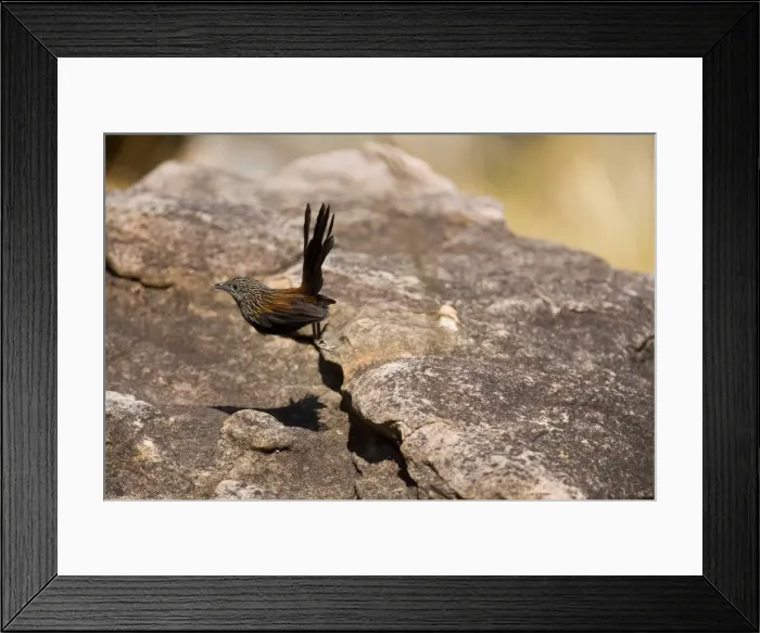 Framed Print : Black Grasswren - Bounds from rock to rock disappearing through crevices beneath giant boulders reappearing farther on as they move through their territory. A rare Australian grasswren confined to huge sandstone gorges Framed Print : Black Grasswren - Bounds from rock to rock disappearing through crevices beneath giant boulders reappearing farther on as they move through their territory. A rare Australian grasswren confined to huge sandstone gorges