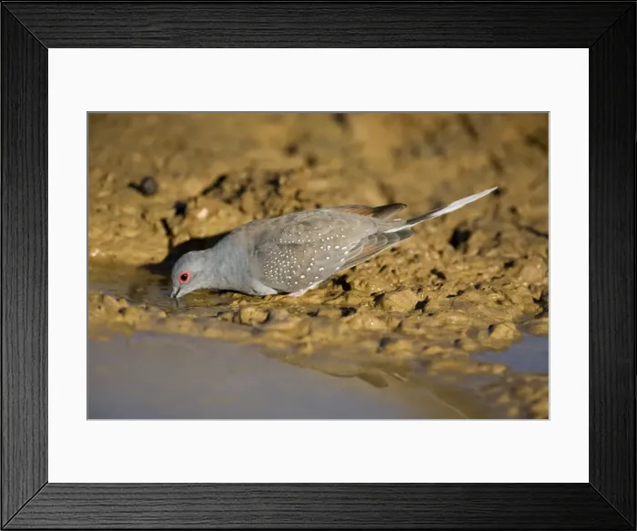 Framed Print : Diamond Dove - drinking Widespread throughout inland Australia especially in the north. Always within reach of water. At a pool near Mt Barnett, Gibb River Road, Kimberley, Western Australia. Australia's smallest dove Framed Print : Diamond Dove - drinking Widespread throughout inland Australia especially in the north. Always within reach of water. At a pool near Mt Barnett, Gibb River Road, Kimberley, Western Australia. Australia's smallest dove