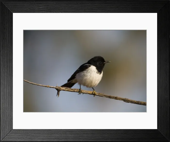 Framed Print : Hooded Robin - male Widespread but uncommon in open woodlands and scrublands across most of Australia except in the far north where it is rare. Near Mt Barnett, Gibb River Road, Kimberley, Western Australia Framed Print : Hooded Robin - male Widespread but uncommon in open woodlands and scrublands across most of Australia except in the far north where it is rare. Near Mt Barnett, Gibb River Road, Kimberley, Western Australia