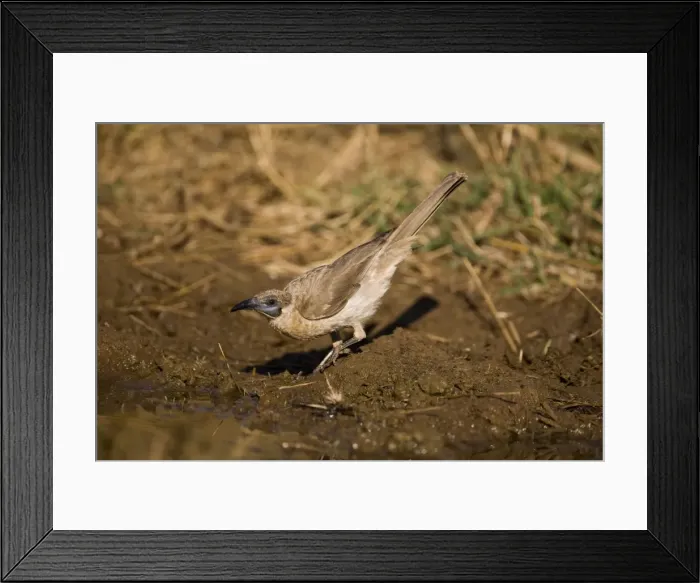 Framed Print : Little Friarbird - drinking Gibb River Road, Mt Barnett, Kimberley, Western Australia. Inhabits woodlands, gardens, mangroves and open forests throughout northern and eastern Australia Framed Print : Little Friarbird - drinking Gibb River Road, Mt Barnett, Kimberley, Western Australia. Inhabits woodlands, gardens, mangroves and open forests throughout northern and eastern Australia