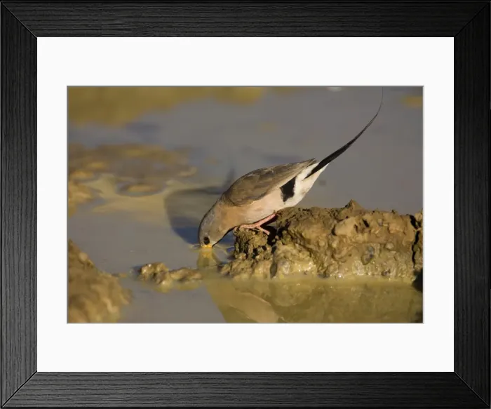 Framed Print : Long-tailed Finch - drinking near Mt Barnett, Gibb River Road, Kimberley, Western Australia. Long-tailed Finches inhabit grasslands and open grassy woodlands but always within reach of water Framed Print : Long-tailed Finch - drinking near Mt Barnett, Gibb River Road, Kimberley, Western Australia. Long-tailed Finches inhabit grasslands and open grassy woodlands but always within reach of water