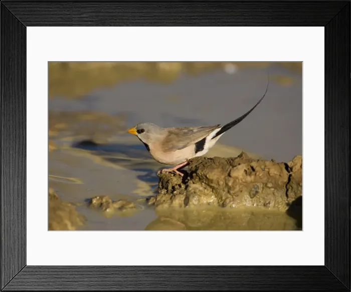 Framed Print : Long-tailed Finch - drinking At an overflowing cattle trough near Mt Barnett, Gibb River Road, Kimberley, Western Australia. Long-tailed Finches inhabit grasslands and open grassy woodlands but always within reach of water Framed Print : Long-tailed Finch - drinking At an overflowing cattle trough near Mt Barnett, Gibb River Road, Kimberley, Western Australia. Long-tailed Finches inhabit grasslands and open grassy woodlands but always within reach of water
