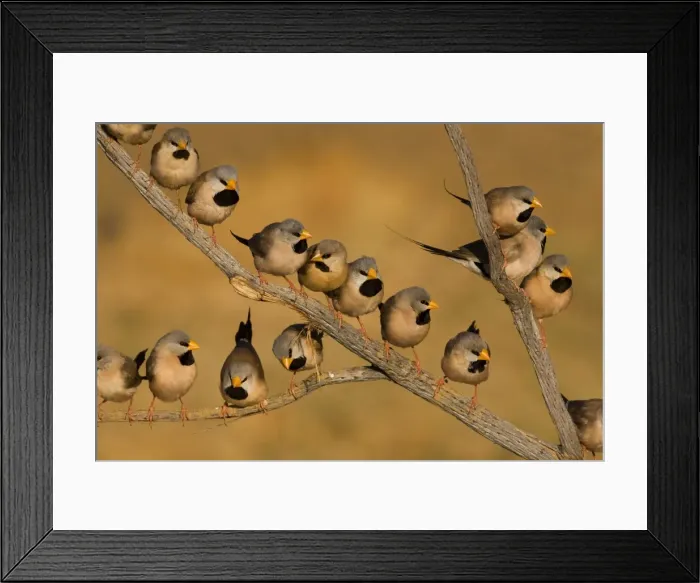 Framed Print : Long-tailed Finch flock - coming to drink At a tiny drying pool near Mt Barnett, Gibb River Road, Kimberley, Western Australia. Long-tailed Finches inhabit grasslands and open grassy woodlands but always within reach of water Framed Print : Long-tailed Finch flock - coming to drink At a tiny drying pool near Mt Barnett, Gibb River Road, Kimberley, Western Australia. Long-tailed Finches inhabit grasslands and open grassy woodlands but always within reach of water