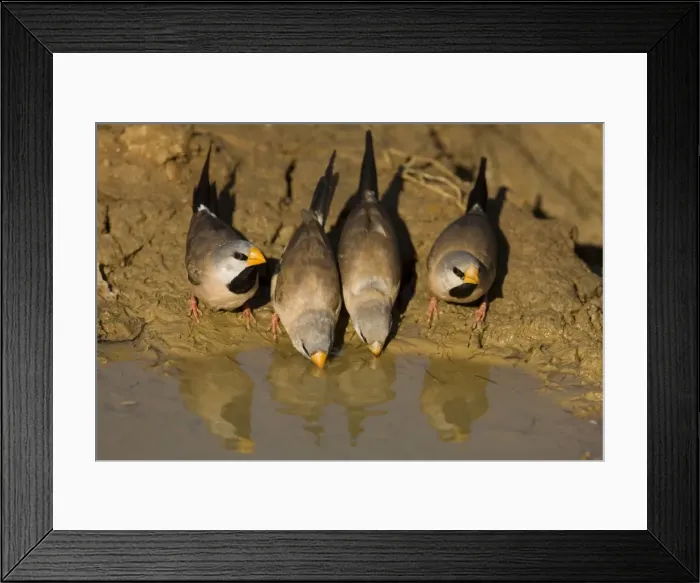 Framed Print : Long-tailed Finches - drinking At a drying pool near Mt Barnett, Gibb River Road, Kimberley, Western Australia. Long-tailed Finches inhabit grasslands and open grassy woodlands but always within reach of water Framed Print : Long-tailed Finches - drinking At a drying pool near Mt Barnett, Gibb River Road, Kimberley, Western Australia. Long-tailed Finches inhabit grasslands and open grassy woodlands but always within reach of water