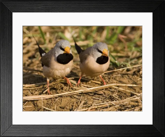 Framed Print : Long-tailed Finches - feeding on the ground Found across the top of Northern Territory and just into Queensland. Also the Kimberley in Western Australia. Feeding on the ground as they do for much of the day Framed Print : Long-tailed Finches - feeding on the ground Found across the top of Northern Territory and just into Queensland. Also the Kimberley in Western Australia. Feeding on the ground as they do for much of the day