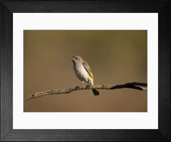 Framed Print : Rufous-throated Honeyeater - perched at dawn This bird visiting a drying pool for a drink. Near Mt Barnett, Gibb River Road, Kimberley, Western Australia Framed Print : Rufous-throated Honeyeater - perched at dawn This bird visiting a drying pool for a drink. Near Mt Barnett, Gibb River Road, Kimberley, Western Australia