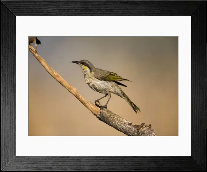 Framed Print : Singing Honeyeater - wet from bathing Found right throughout Australia except for the east coast and Cape York. Inhabits woodlands, various drier inland scrublands, mangroves and town gardens Framed Print : Singing Honeyeater - wet from bathing Found right throughout Australia except for the east coast and Cape York. Inhabits woodlands, various drier inland scrublands, mangroves and town gardens