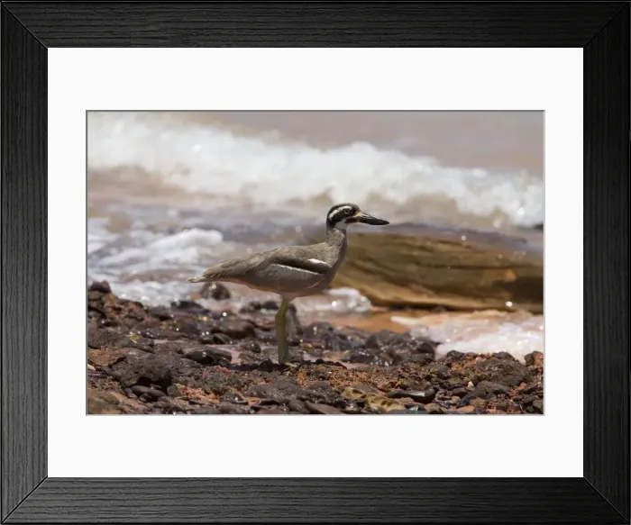 Framed Print : Beach Stone-curlew / Beach Thick-knee. Found around the northern coasts of Australia. Uncommon and wary and vulnerable due to human activity on beaches. Secure in remote areas. At Roebuck Bay, Western Australia. Previously E. magnirostris Framed Print : Beach Stone-curlew / Beach Thick-knee. Found around the northern coasts of Australia. Uncommon and wary and vulnerable due to human activity on beaches. Secure in remote areas. At Roebuck Bay, Western Australia. Previously E. magnirostris