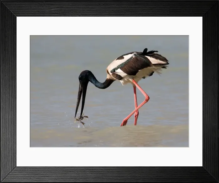 Framed Print : Black-necked Stork / Jabiru- catching a crab At Roebuck Bay, Broome, Western Australia. Inhabits coastal areas and inland wetlands. Sometimes in small patches of ephemeral water and pools in otherwise dry rivers Framed Print : Black-necked Stork / Jabiru- catching a crab At Roebuck Bay, Broome, Western Australia. Inhabits coastal areas and inland wetlands. Sometimes in small patches of ephemeral water and pools in otherwise dry rivers