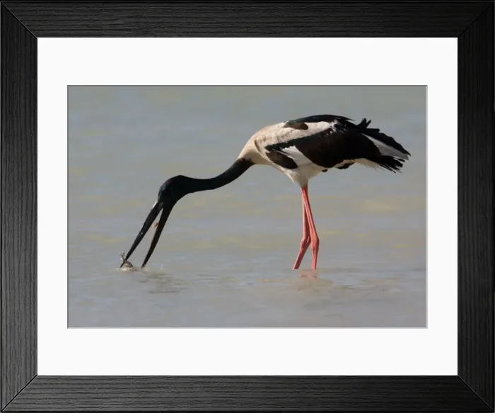 Framed Print : Black-necked Stork / Jabiru - catching prey At Roebuck Bay, Broome, Western Australia. Inhabits coastal areas and inland wetlands. Sometimes in small patches of ephemeral water and pools in otherwise dry rivers Framed Print : Black-necked Stork / Jabiru - catching prey At Roebuck Bay, Broome, Western Australia. Inhabits coastal areas and inland wetlands. Sometimes in small patches of ephemeral water and pools in otherwise dry rivers