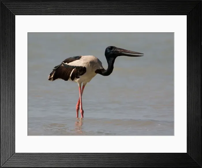 Framed Print : Black-necked Stork / Jabiru - gulping down prey At Roebuck Bay, Broome, Western Australia. Inhabits coastal areas and inland wetlands. Sometimes in small patches of ephemeral water and pools in otherwise dry rivers Framed Print : Black-necked Stork / Jabiru - gulping down prey At Roebuck Bay, Broome, Western Australia. Inhabits coastal areas and inland wetlands. Sometimes in small patches of ephemeral water and pools in otherwise dry rivers