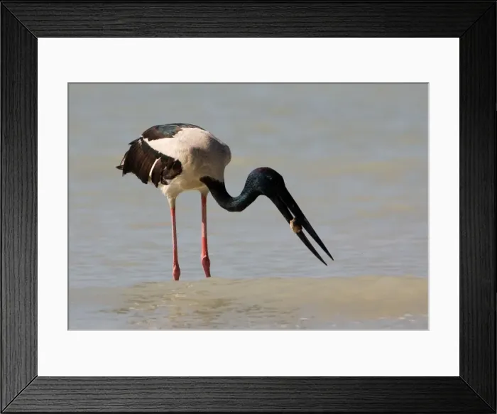 Framed Print : Black-necked Stork / Jabiru - with prey At Roebuck Bay, Broome, Western Australia. Inhabits coastal areas and inland wetlands. Sometimes in small patches of ephemeral water and pools in otherwise dry rivers Framed Print : Black-necked Stork / Jabiru - with prey At Roebuck Bay, Broome, Western Australia. Inhabits coastal areas and inland wetlands. Sometimes in small patches of ephemeral water and pools in otherwise dry rivers