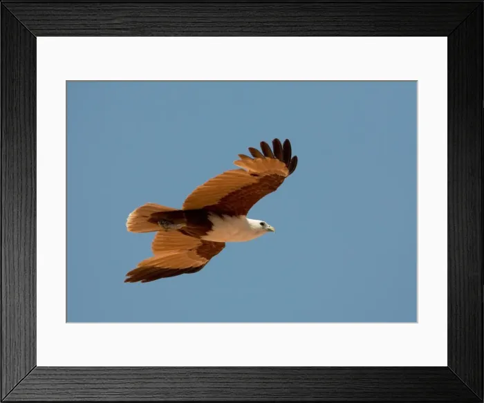Framed Print : Brahminy Kite - Flying along Roebuck Bay near Broome, Kimberley coast, Western Australia. Common around northern Australia's coastline Framed Print : Brahminy Kite - Flying along Roebuck Bay near Broome, Kimberley coast, Western Australia. Common around northern Australia's coastline