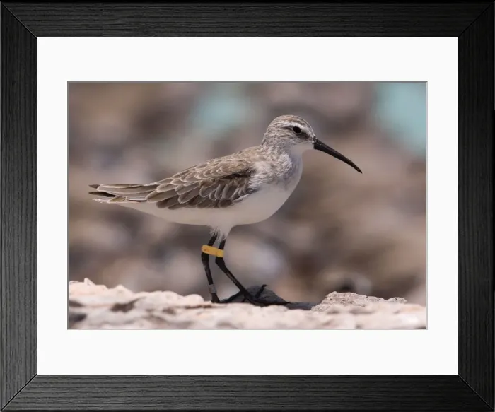 Framed Print : Curlew Sandpiper l- eg-flagged in winter plumage Breeds in the far north of Russia and winters from Africa east to Australasia. At Roebuck Bay near Broome, Western Australia Framed Print : Curlew Sandpiper l- eg-flagged in winter plumage Breeds in the far north of Russia and winters from Africa east to Australasia. At Roebuck Bay near Broome, Western Australia