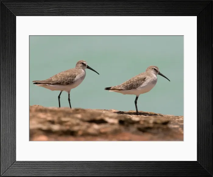 Framed Print : Curlew Sandpipers in winter plumage Breeds in the far north of Russia and winters from Africa east to Australasia. At Roebuck Bay near Broome, Western Australia Framed Print : Curlew Sandpipers in winter plumage Breeds in the far north of Russia and winters from Africa east to Australasia. At Roebuck Bay near Broome, Western Australia