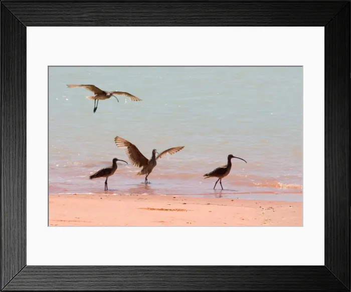 Framed Print : Eastern Curlews at Roebuck Bay Largest Curlew. Breeds in Siberia with most of the population migrating to Australia where it is found in most coastal areas but less commonly in the south west. At Roebuck Bay, Western Australia Framed Print : Eastern Curlews at Roebuck Bay Largest Curlew. Breeds in Siberia with most of the population migrating to Australia where it is found in most coastal areas but less commonly in the south west. At Roebuck Bay, Western Australia