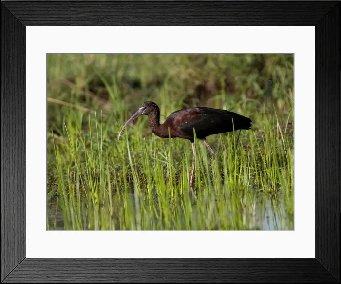 Framed Print : Glossy Ibis Patchy distribution across much of Australia where there are freshwater wetlands. More common in the north. At a flooded grassy area near Mt Barnett, Gibb River Road, Kimberley, Western Australia Framed Print : Glossy Ibis Patchy distribution across much of Australia where there are freshwater wetlands. More common in the north. At a flooded grassy area near Mt Barnett, Gibb River Road, Kimberley, Western Australia