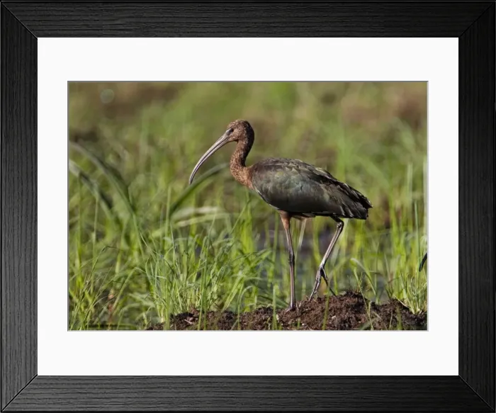 Framed Print : Glossy Ibis Patchy distribution across much of Australia where there are freshwater wetlands. More common in the north. At a flooded grassy area near Mt Barnett, Gibb River Road, Kimberley, Western Australia Framed Print : Glossy Ibis Patchy distribution across much of Australia where there are freshwater wetlands. More common in the north. At a flooded grassy area near Mt Barnett, Gibb River Road, Kimberley, Western Australia