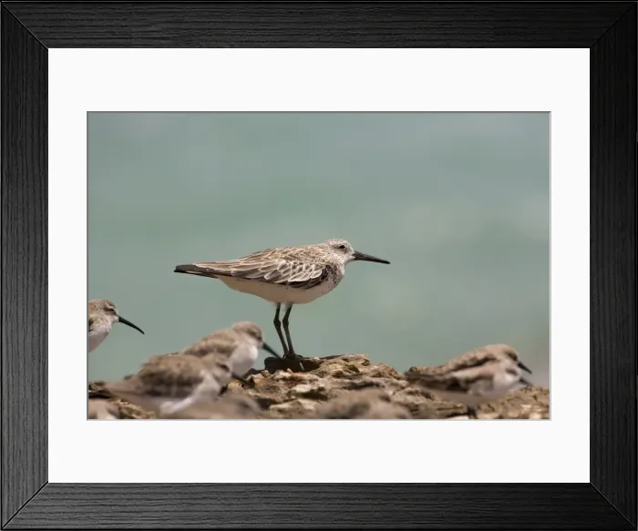 Framed Print : Great Knot in winter plumage facing a strong wind Breeds in the subarctic highlands of NE Siberia and winters in southern Asia through to Australia. The largest of the calidrids. At Roebuck Bay, Western Australia Framed Print : Great Knot in winter plumage facing a strong wind Breeds in the subarctic highlands of NE Siberia and winters in southern Asia through to Australia. The largest of the calidrids. At Roebuck Bay, Western Australia