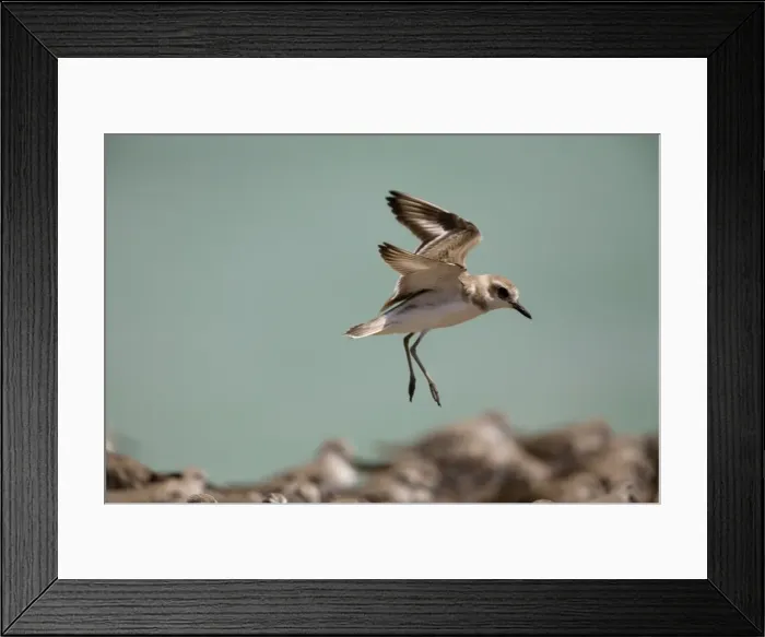 Framed Print : Greater Sandplover / Greater Sand Plover - in flight Breeds eastern Europe and central Asia and winters along the shores of eastern Africa around the Indian Ocean to Australia. At Roebuck Bay, Broome, Western Australia Framed Print : Greater Sandplover / Greater Sand Plover - in flight Breeds eastern Europe and central Asia and winters along the shores of eastern Africa around the Indian Ocean to Australia. At Roebuck Bay, Broome, Western Australia
