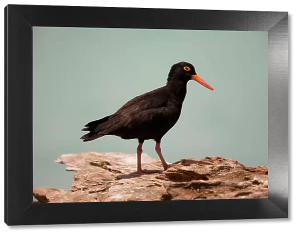 Sooty Oystercatcher - An uncommon marine species favouring undisturbed areas with rocks and wave-cut platforms. May be found right round Australia more commonly in the Bass Strait area. At Roebuck Bay near Broome, Western Australia