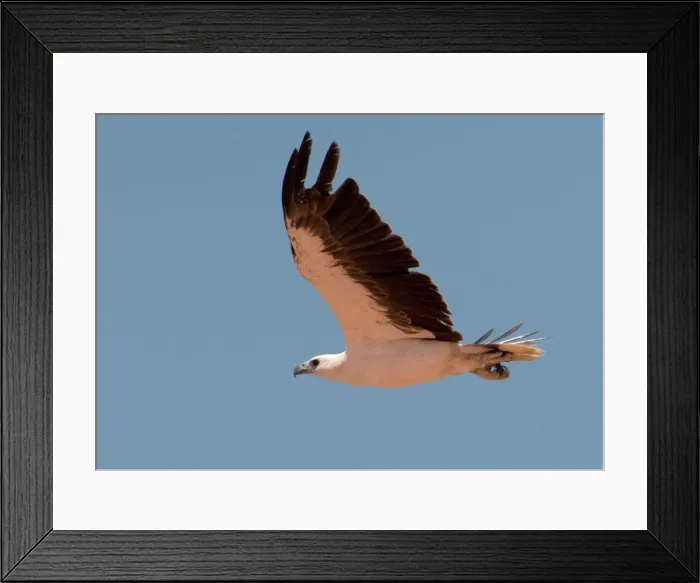 Framed Print : White-bellied Sea-eagle Found around the Australian coast and at times well inland over large pools and wetlands. At Roebuck Bay, Western Australia Framed Print : White-bellied Sea-eagle Found around the Australian coast and at times well inland over large pools and wetlands. At Roebuck Bay, Western Australia