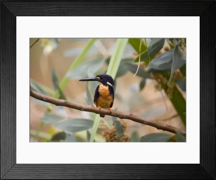Framed Print : Azure Kingfisher Inhabits creeks, rivers and mangroves across the Top End from the Kimberley to eastern and southeastern areas of Australia. Also Tasmania. Near the Drysdale River, Kalumburu Road, Kimberley, Western Australia Framed Print : Azure Kingfisher Inhabits creeks, rivers and mangroves across the Top End from the Kimberley to eastern and southeastern areas of Australia. Also Tasmania. Near the Drysdale River, Kalumburu Road, Kimberley, Western Australia