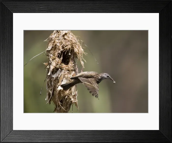 Framed Print : Bar-breasted Honeyeater removing dropping Inhabits tree-lined watercourses with water, birds moving as rivers or wetlands dry up. Found across the Kimberley, northern Northern Territory and across northern Queensland Framed Print : Bar-breasted Honeyeater removing dropping Inhabits tree-lined watercourses with water, birds moving as rivers or wetlands dry up. Found across the Kimberley, northern Northern Territory and across northern Queensland