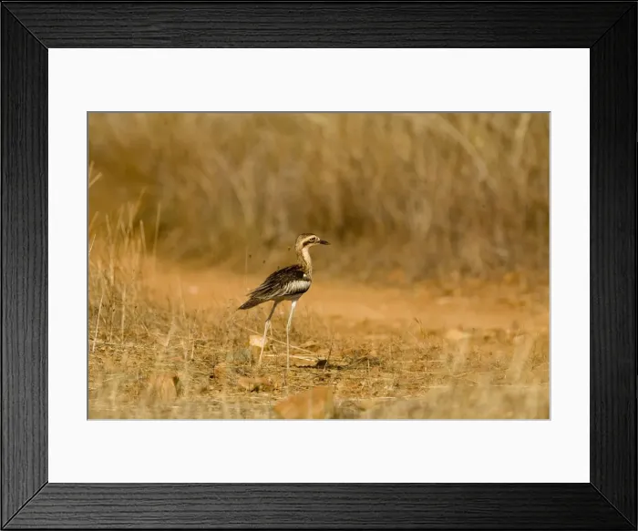 Framed Print : Bush Stone-curlew Reasonably common across the Top End and northeast but uncommon in the southeast and southwest. Inhabits open grassy woodlands. These Kimberley birds are more rufous than the greyer eastern birds Framed Print : Bush Stone-curlew Reasonably common across the Top End and northeast but uncommon in the southeast and southwest. Inhabits open grassy woodlands. These Kimberley birds are more rufous than the greyer eastern birds