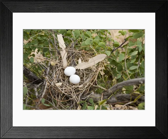 Framed Print : Crested Pigeon nest Crested Pigeons are found throughout much of Australia in open woodlands and farmland. Nest at Mt Barnett, Gibb River Road, Kimberley, Western Australia Framed Print : Crested Pigeon nest Crested Pigeons are found throughout much of Australia in open woodlands and farmland. Nest at Mt Barnett, Gibb River Road, Kimberley, Western Australia