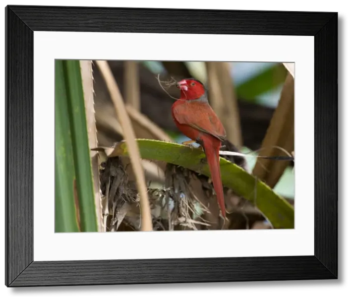 Framed Print : Crimson Finch - gathering grass for a nest Usually inhabits pandanus lined creeks but sometimes forages some distance away. This is the black-bellied subspecies phaeton Framed Print : Crimson Finch - gathering grass for a nest Usually inhabits pandanus lined creeks but sometimes forages some distance away. This is the black-bellied subspecies phaeton