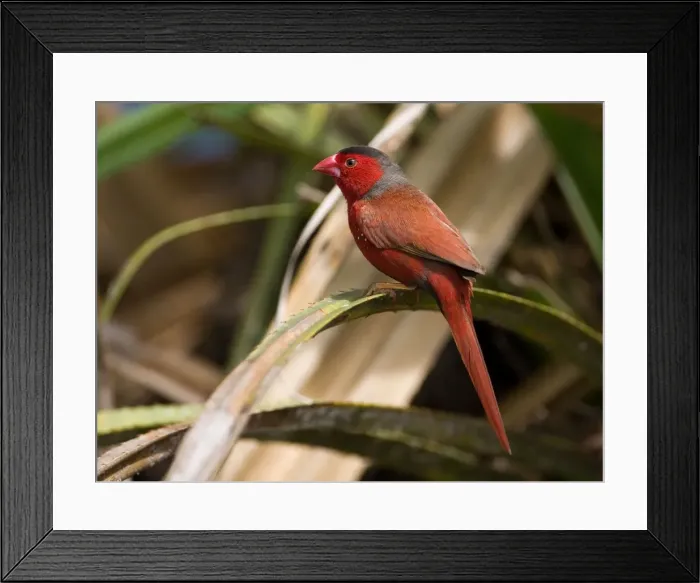 Framed Print : Crimson Finch Usually inhabits pandanus lined creeks but sometimes forages some distance away. This is the black-bellied subspecies phaeton. Occurs from the Kimberley across northern Northern Territory Framed Print : Crimson Finch Usually inhabits pandanus lined creeks but sometimes forages some distance away. This is the black-bellied subspecies phaeton. Occurs from the Kimberley across northern Northern Territory