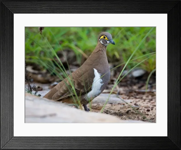 Framed Print : Partridge Pigeon This race restricted to the far north of the Kimberley where it inhabits cleared areas with short grasses and bare dusty patches. At Mitchell Plateau, Kimberley, Western Australia Framed Print : Partridge Pigeon This race restricted to the far north of the Kimberley where it inhabits cleared areas with short grasses and bare dusty patches. At Mitchell Plateau, Kimberley, Western Australia
