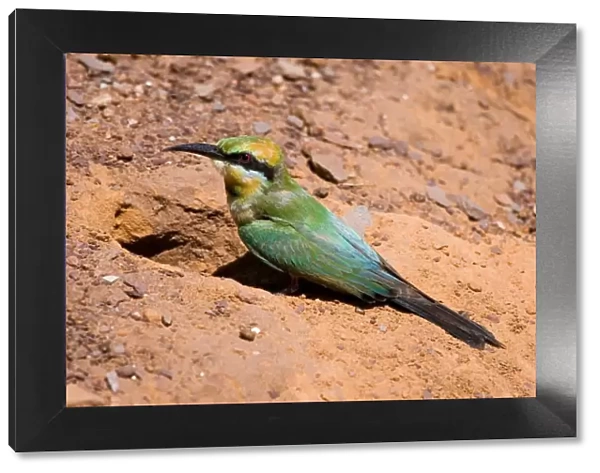 Rainbow Bee-eater at nest Nesting in the middle of the Mt Barnett camping ground, Gibb River Road, Kimberley, Western Australia. Inhabits open woodland throughout Australia