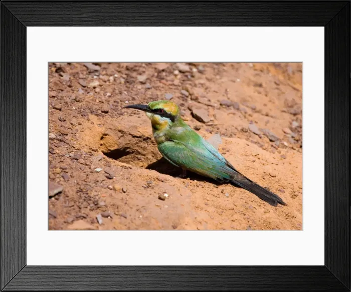 Framed Print : Rainbow Bee-eater at nest Nesting in the middle of the Mt Barnett camping ground, Gibb River Road, Kimberley, Western Australia. Inhabits open woodland throughout Australia Framed Print : Rainbow Bee-eater at nest Nesting in the middle of the Mt Barnett camping ground, Gibb River Road, Kimberley, Western Australia. Inhabits open woodland throughout Australia
