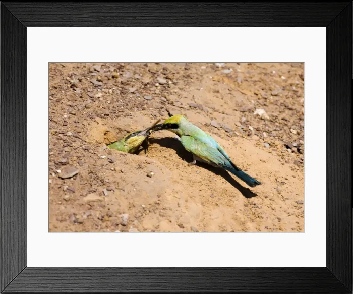 Framed Print : Rainbow Bee-eater feeding chick Nesting in the middle of the Mt Barnett camping ground, Gibb River Road, Kimberley, Western Australia. Inhabits open woodland throughout Australia Framed Print : Rainbow Bee-eater feeding chick Nesting in the middle of the Mt Barnett camping ground, Gibb River Road, Kimberley, Western Australia. Inhabits open woodland throughout Australia